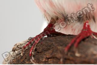 Cuban Trogon-Priotelus temnurus 0050